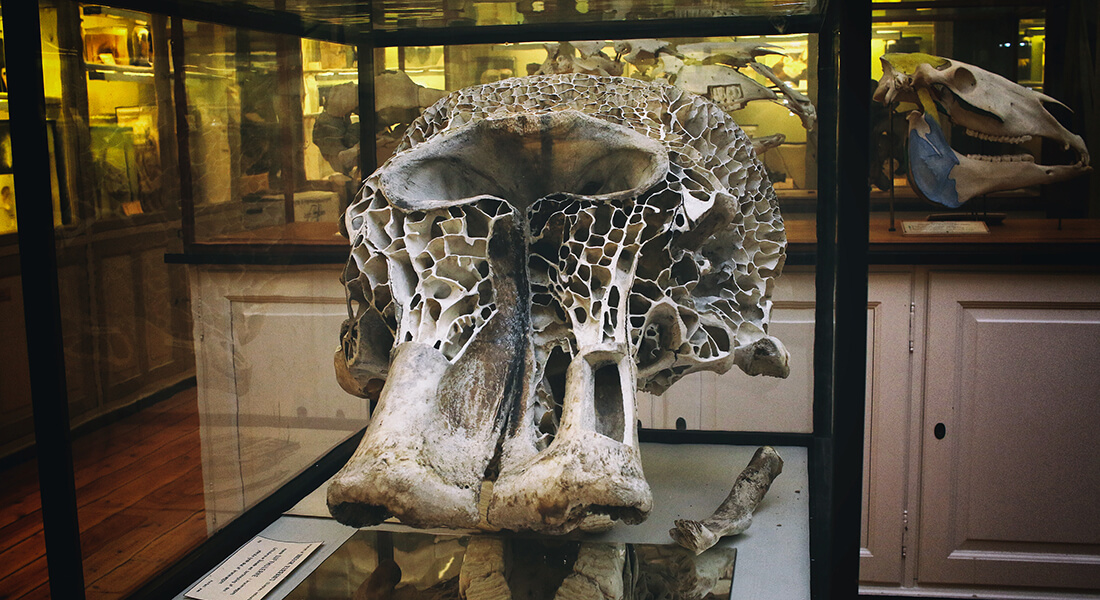 ikonisk elefanthoved/kranie fra zoologisk samling